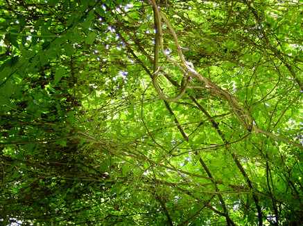 Supernaturel_carton d'invitation